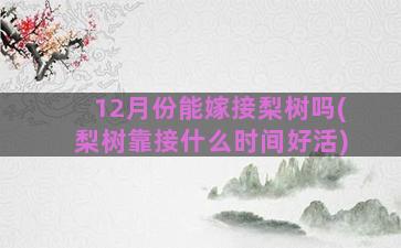 12月份能嫁接梨树吗(梨树靠接什么时间好活)