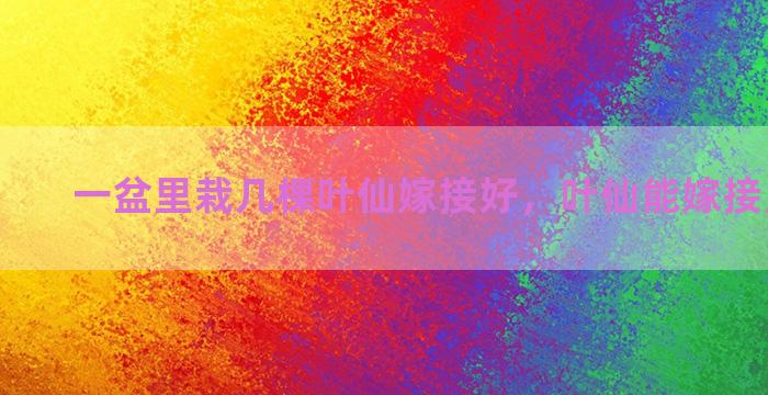 一盆里栽几棵叶仙嫁接好，叶仙能嫁接月季花吗