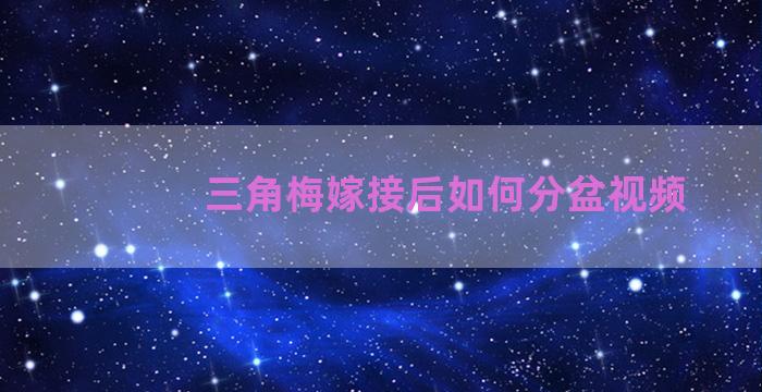 三角梅嫁接后如何分盆视频