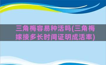 三角梅容易种活吗(三角梅嫁接多长时间证明成活率)