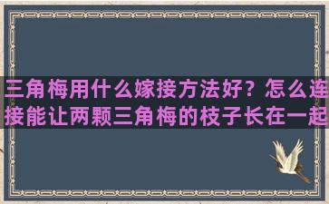 三角梅用什么嫁接方法好？怎么连接能让两颗三角梅的枝子长在一起