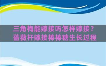 三角梅能嫁接吗怎样嫁接？蔷薇杆嫁接棒棒糖生长过程