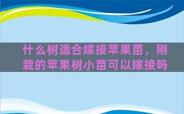 什么树适合嫁接苹果苗，刚栽的苹果树小苗可以嫁接吗