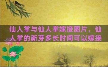 仙人掌与仙人掌嫁接图片，仙人掌的新芽多长时间可以嫁接