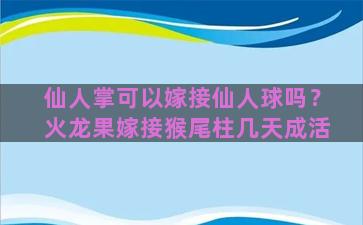 仙人掌可以嫁接仙人球吗？火龙果嫁接猴尾柱几天成活