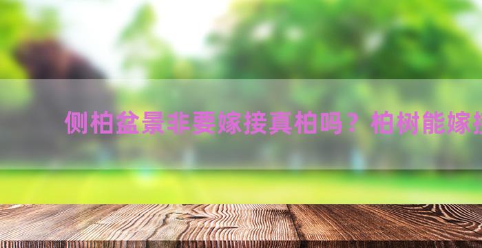 侧柏盆景非要嫁接真柏吗？柏树能嫁接什么