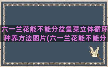 六一兰花能不能分盆鱼菜立体循环种养方法图片(六一兰花能不能分盆)