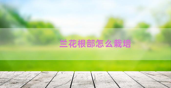 兰花根部怎么栽培