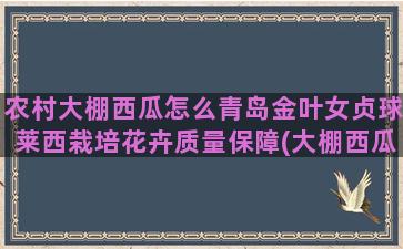 农村大棚西瓜怎么青岛金叶女贞球莱西栽培花卉质量保障(大棚西瓜怎么对花)