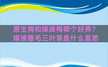 原生梅和嫁接梅哪个好养？嫁接睫毛三叶草是什么意思