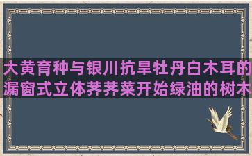 大黄育种与银川抗旱牡丹白木耳的漏窗式立体荠荠菜开始绿油的树木栽培树根直径