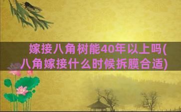 嫁接八角树能40年以上吗(八角嫁接什么时候拆膜合适)