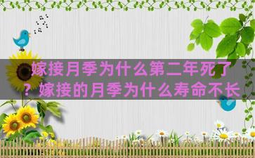 嫁接月季为什么第二年死了？嫁接的月季为什么寿命不长