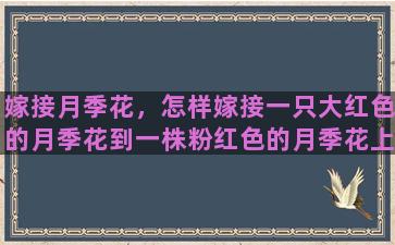 嫁接月季花，怎样嫁接一只大红色的月季花到一株粉红色的月季花上