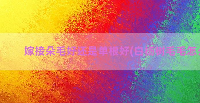 嫁接朵毛好还是单根好(白杨树毛毛怎么解决)