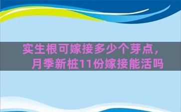 实生根可嫁接多少个芽点，月季新桩11份嫁接能活吗