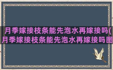 月季嫁接枝条能先泡水再嫁接吗(月季嫁接枝条能先泡水再嫁接吗图片)