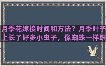 月季花嫁接时间和方法？月季叶子上长了好多小虫子，像蜘蛛一样织网，请问这是什么虫，该怎么防治，谢谢