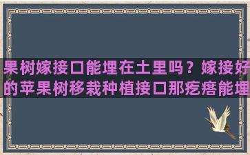 果树嫁接口能埋在土里吗？嫁接好的苹果树移栽种植接口那疙瘩能埋土里吗有什么危害