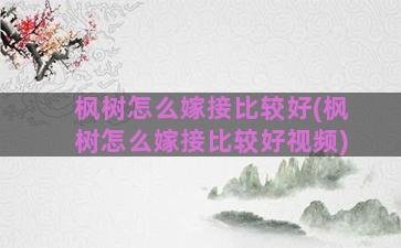 枫树怎么嫁接比较好(枫树怎么嫁接比较好视频)