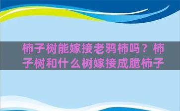 柿子树能嫁接老鸦柿吗？柿子树和什么树嫁接成脆柿子