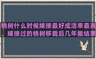 桃树什么时候嫁接最好成活率最高，嫁接过的桃树移栽后几年能结果