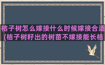 桔子树怎么嫁接什么时候嫁接合适(桔子树籽出的树苗不嫁接能长桔子吗)