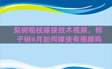 梨树粗枝嫁接技术视频，柿子树6月如何嫁接有视频吗