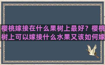 樱桃嫁接在什么果树上最好？樱桃树上可以嫁接什么水果又该如何嫁接