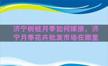 济宁树桩月季如何嫁接，济宁月季花卉批发市场在哪里