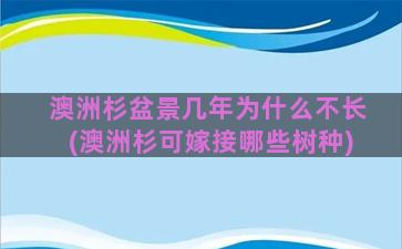 澳洲杉盆景几年为什么不长(澳洲杉可嫁接哪些树种)