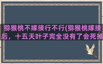 猕猴桃不嫁接行不行(猕猴桃嫁接后，十五天叶子完全没有了会死掉吗请回答)