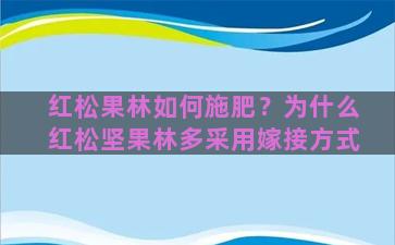 红松果林如何施肥？为什么红松坚果林多采用嫁接方式