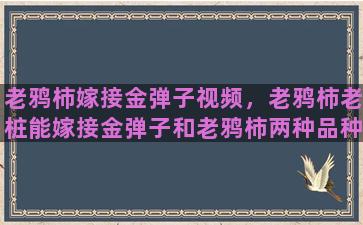 老鸦柿嫁接金弹子视频，老鸦柿老桩能嫁接金弹子和老鸦柿两种品种吗