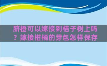 脐橙可以嫁接到桔子树上吗？嫁接柑橘的芽包怎样保存