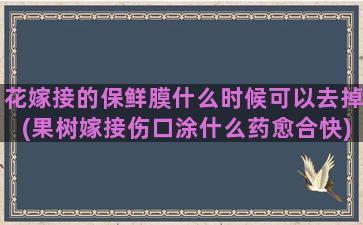 花嫁接的保鲜膜什么时候可以去掉(果树嫁接伤口涂什么药愈合快)