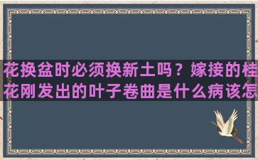 花换盆时必须换新土吗？嫁接的桂花刚发出的叶子卷曲是什么病该怎么办