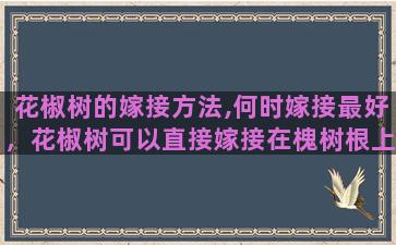 花椒树的嫁接方法,何时嫁接最好，花椒树可以直接嫁接在槐树根上吗