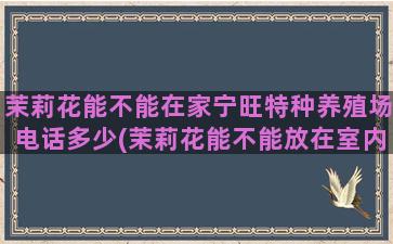 茉莉花能不能在家宁旺特种养殖场电话多少(茉莉花能不能放在室内)