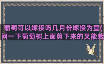 葡萄可以嫁接吗几月份嫁接为宜(问一下葡萄树上面剪下来的叉能栽活吗栽活了能接葡萄吗)