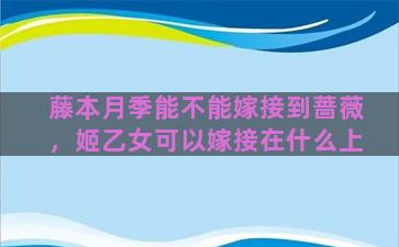 藤本月季能不能嫁接到蔷薇，姬乙女可以嫁接在什么上