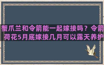 蟹爪兰和令箭能一起嫁接吗？令箭荷花5月底嫁接几月可以露天养护