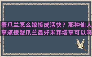 蟹爪兰怎么嫁接成活快？那种仙人掌嫁接蟹爪兰最好米邦塔掌可以吗