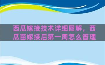 西瓜嫁接技术详细图解，西瓜苗嫁接后第一周怎么管理