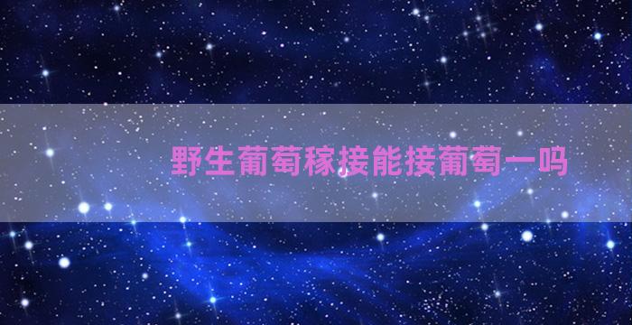 野生葡萄稼接能接葡萄一吗