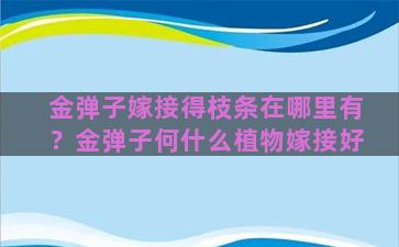 金弹子嫁接得枝条在哪里有？金弹子何什么植物嫁接好