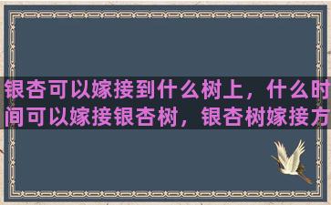 银杏可以嫁接到什么树上，什么时间可以嫁接银杏树，银杏树嫁接方法有哪几种