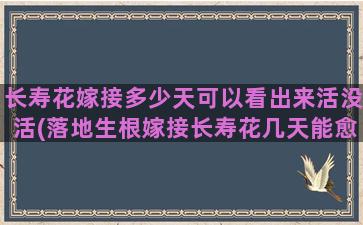 长寿花嫁接多少天可以看出来活没活(落地生根嫁接长寿花几天能愈合)