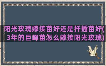 阳光玫瑰嫁接苗好还是扦插苗好(3年的巨峰苗怎么嫁接阳光玫瑰)