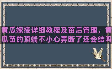 黄瓜嫁接详细教程及苗后管理，黄瓜苗的顶端不小心弄断了还会结吗